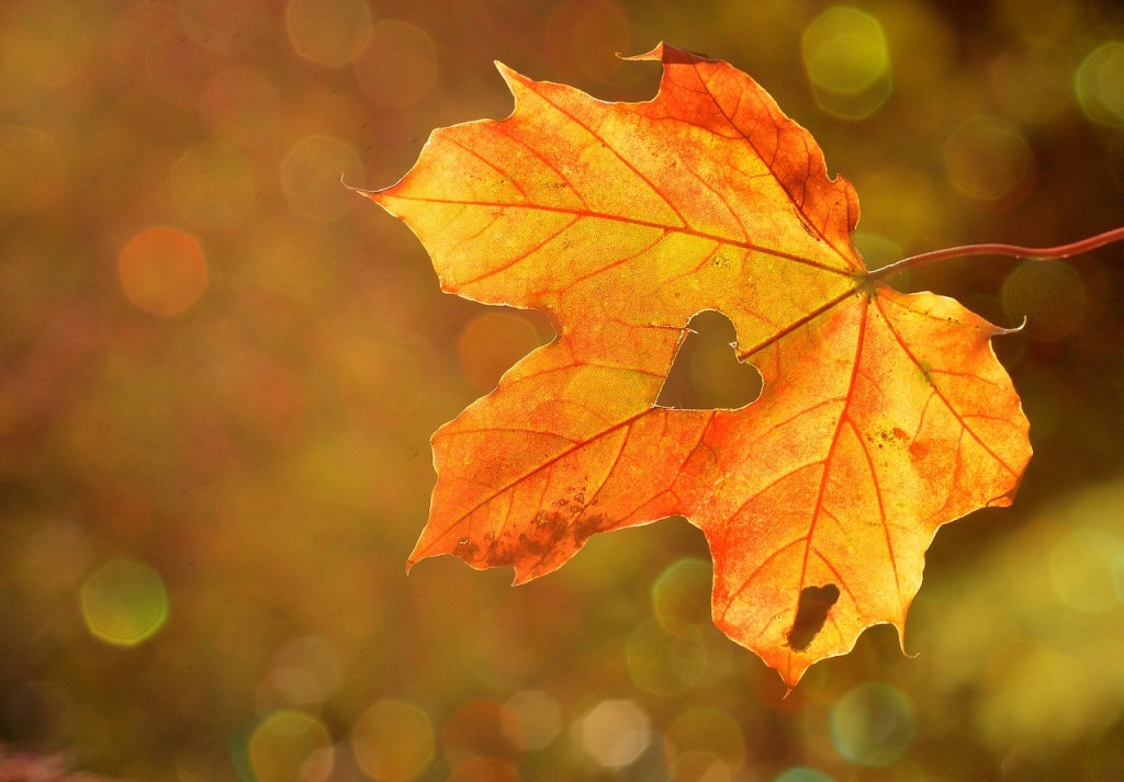 Autumn Is…a group poem from our audience!